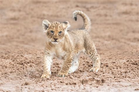 Seven African lion cubs born at West Midland Safari Park | Express & Star