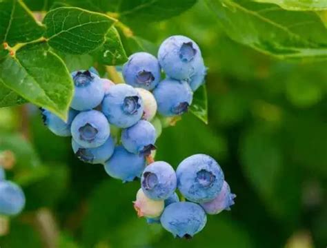 List Of Blueberry Highbush Varieties - Home Garden Vegetables