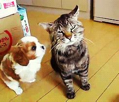 Playful Cat Dog GIFs - Get the best GIF on GIPHY