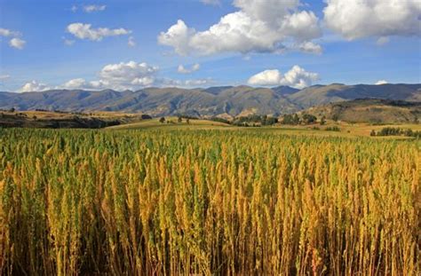 Quinoa | Description, Plant, Seeds, Domestication, History, & Nutrition ...