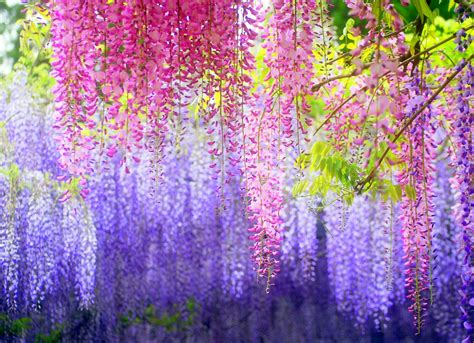 Volonline.it | wisteria-tunnel-kawachi-fuji-garden