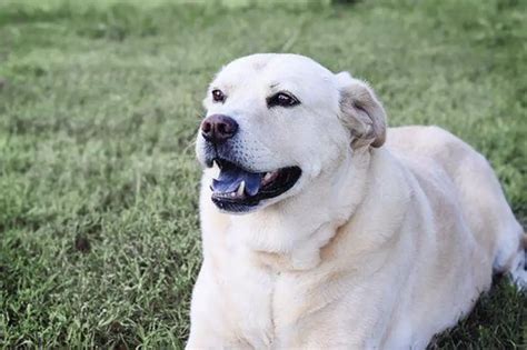 Your Guide To The Schnauzer Lab Mix - The Schnauzer Collective