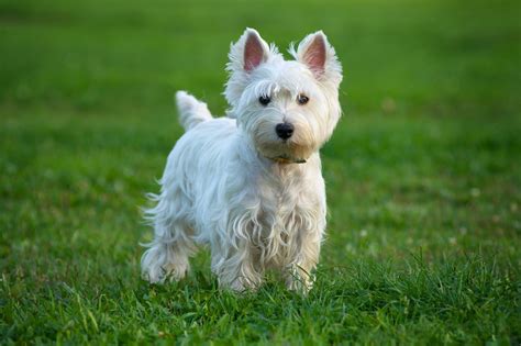 20 of the Cutest White Dog Breeds | Reader's Digest