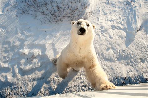 Polar Bear Photography Flourishes in Churchill - Churchill Polar Bears