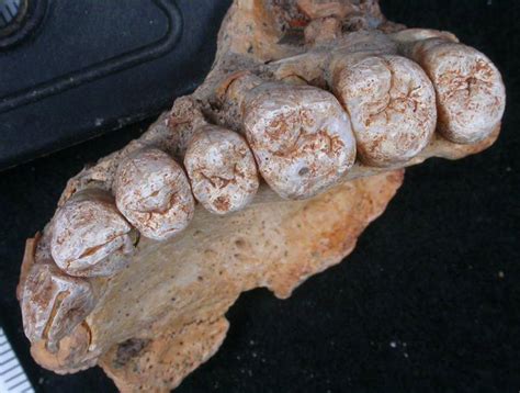 Israeli cave yields oldest Homo sapiens remains outside Africa ...