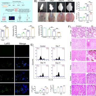 Peripheral blood neutrophils attain a hyperactive state with tumor ...