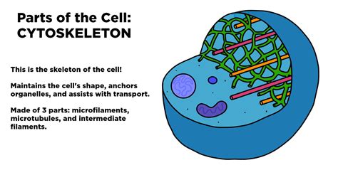 Cytoskeleton — Structure & Function - Expii