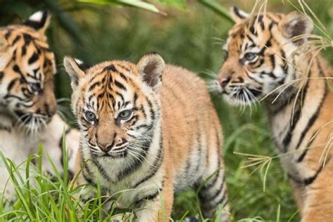 Critically Endangered Sumatran Tiger Cubs Have First Health Check