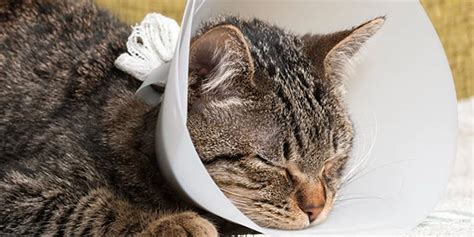 Where to Put Your Cat After Surgery and How to Care for Them