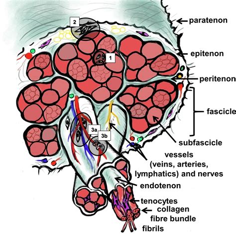 Tendon healing: a concise review on cellular and molecular mechanisms ...