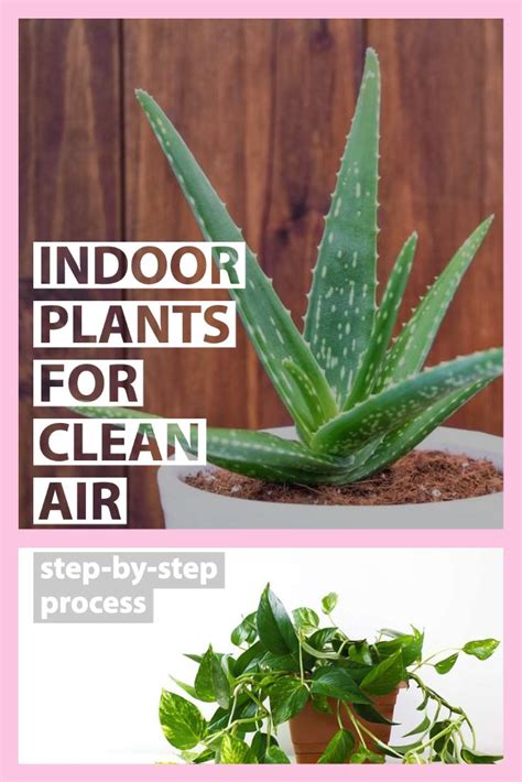 Indoor Plants for Clean Air | Sutherlands Blog | Indoor plants, Plants ...