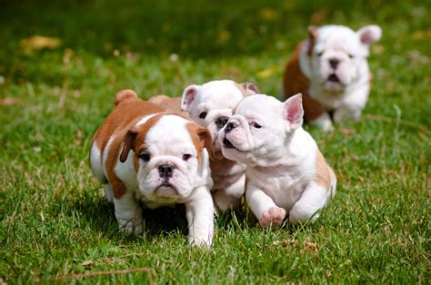 Bulldogs Are Beautiful Day (21st April) – Days Of The Year