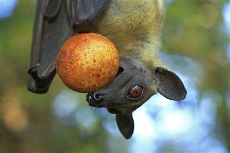 Fruit bats are reforesting African woodlands | Max-Planck-Gesellschaft