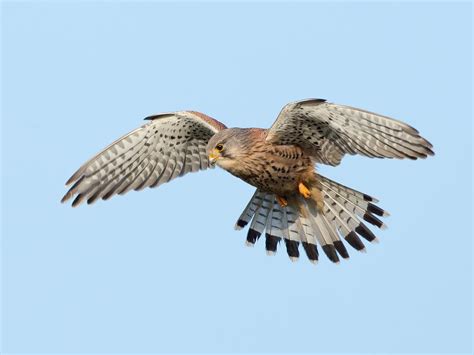 Kestrel Hovering: A Complete Guide | Birdfact