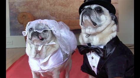 Cutest Pug Wedding - YouTube