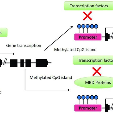 The CpG islands and CpG island shores. | Download Scientific Diagram