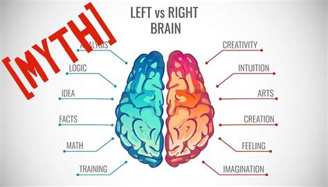 50 Shocking Facts: Majority Right-Brain Dominance Unveiled 2023