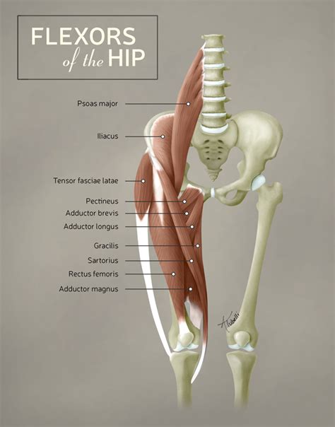 Hip Flexor Diagram