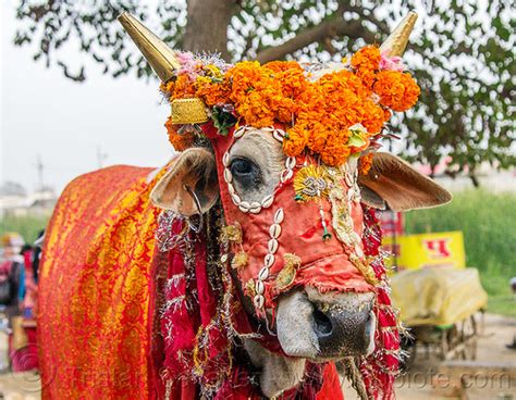 Hindu Decorated Cow - Sacred Cow