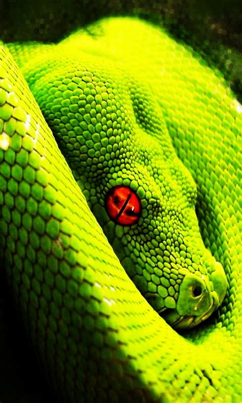 1920x1080px, 1080P free download | Snake, eye, green, HD mobile ...