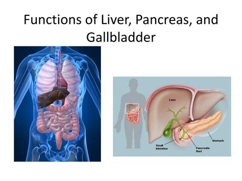 PPT - Functions of Liver, Pancreas, and Gallbladder PowerPoint ...