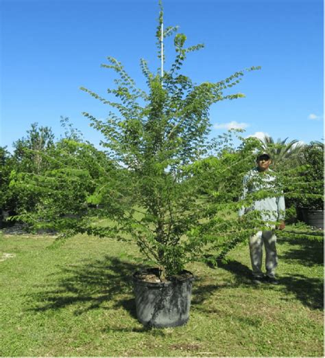 Acacia Tree: Medicinal Uses And Benefits | Treeworld Wholesale