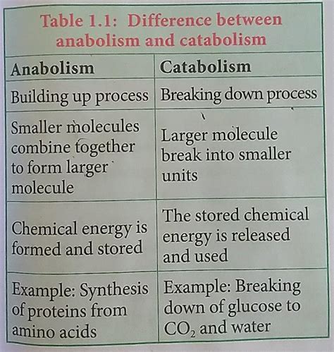 Define Metabolism. Explain the Differences Between Anabolism and ...