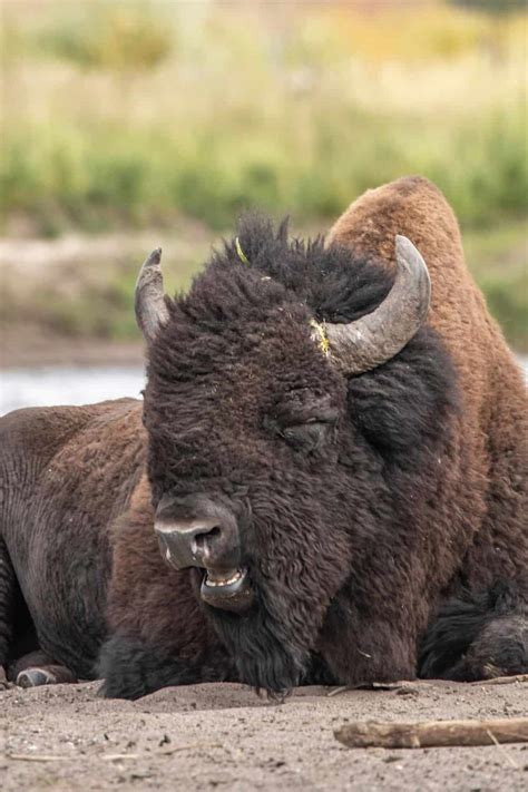 Yellowstone National Park Bison