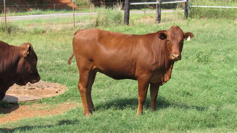 Bonsmara calves for sale in south africa, pets & animals - Jose Farm Pty Lt