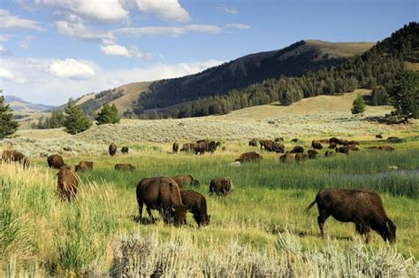 Bison grazing in Yellowstone National park. The bison herd in ...