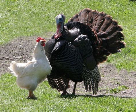 Turkey and the Chicken | Funny thanksgiving memes, Animal quotes ...