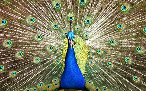 Peacock, bird, bonito, irridescence, blue, feathers, HD wallpaper | Peakpx