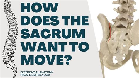 How does the sacrum want to move? (Experiential Anatomy sample 3/5 ...