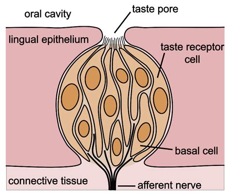 30.7A: Taste and Smell at Birth and in Old Age - Medicine LibreTexts