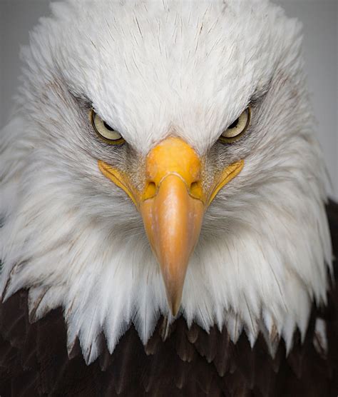 Eagle Portrait Wild - Free photo on Pixabay