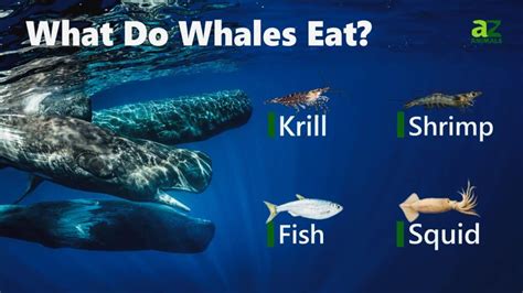 What Do Whales Eat? Their Diets Explained - IMP WORLD