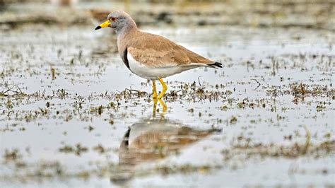 KChak Photography - birds, lapwings : Grey-headed lapwing