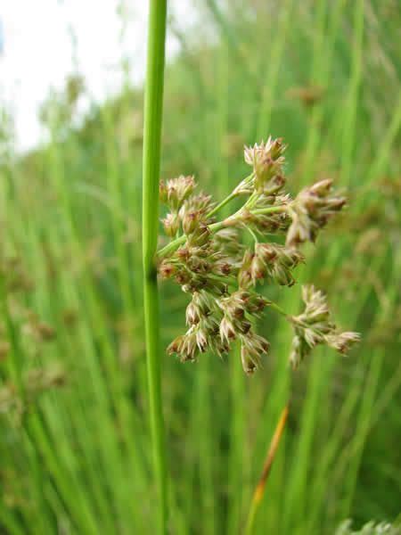 Wetland Plants Uk