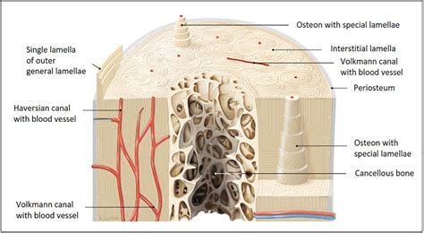 Human skeletal muscle fiber magnified model ultrastructural ...