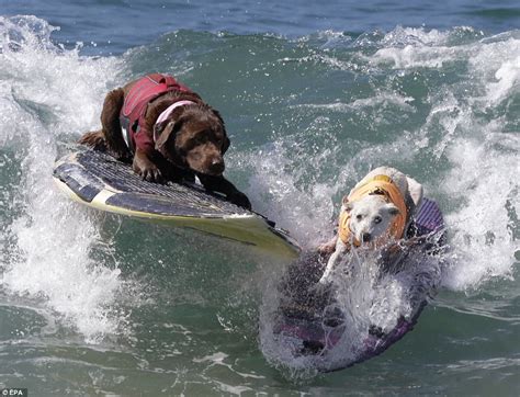 Dogs shred waves at Huntington Beach surfing competition | Daily Mail ...