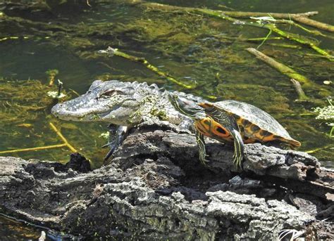 Gator and Turtle - Talk of The Villages Florida