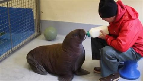 Walrus Babies: Putting a Face on Climate Change | HuffPost