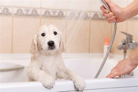 Enjoy These 17 Puppies Having A Bath - Dog Blog