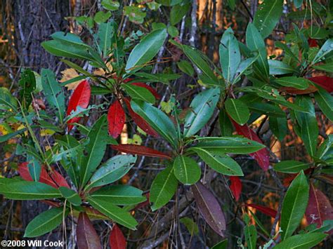 Loblolly Bay (Gordonia lasianthus)