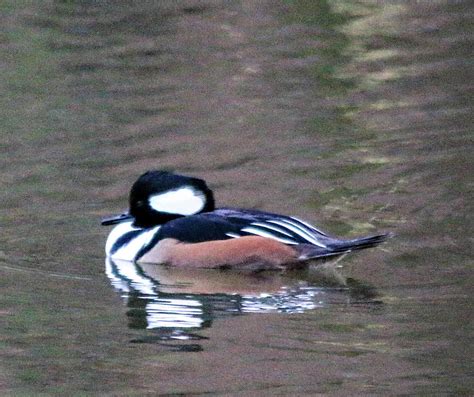 Male Hooded merganser duck Photograph by William E Rogers - Fine Art ...