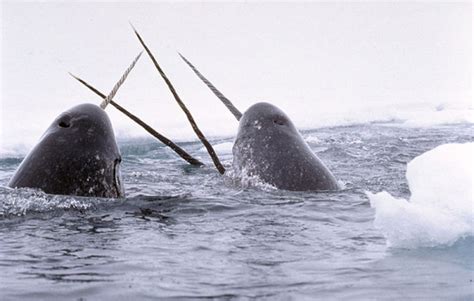 Where Do the Most Narwhals Live? | Deep Sea News