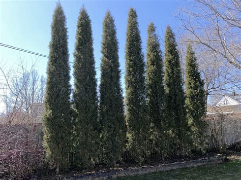 Taylor Juniper bushes: Backyard evergreen hedge