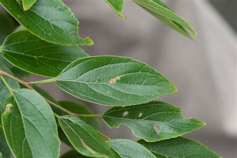 Tree Identification: Celtis sinensis - Chinese Hackberry