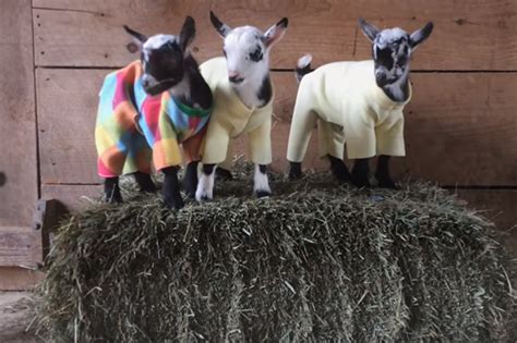 Maine Baby Goat Pajama Party!