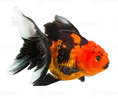 orange black goldfish 4341478 Stock Photo at Vecteezy